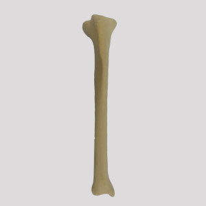 TIBIA DIREITA RADIOPACA - CÃO MEDIO - cód. 12509