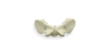 C1