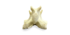 L1