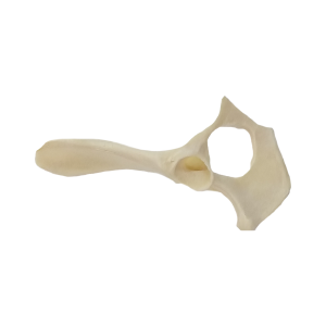 PELVIS RADIOPACO DIREITA CÃO PEQUENO - cód. 12485
