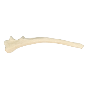 ULNA DIREITA RADIOPACO CÃO PEQUENO - cód. 12482