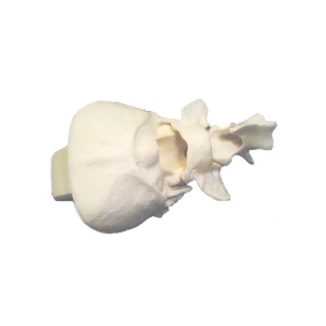 OCCIPITAL RADIOPACO COM C1 E C2 - CÃO P - cód. 12476