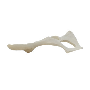 PELVIS ESQUERDA GATO RADIOPACO - cód. 12748