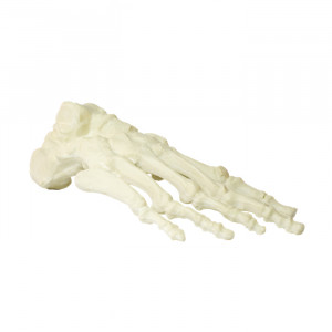 PÉ DIREITO COM DISTAL DE TIBIA E FÍBULA - cód. 12238