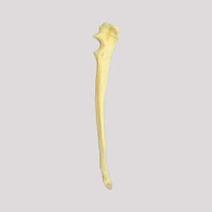 ULNA COM FRATURA OLECRANO RADIOPACO - DIREITA - CÃO GRANDE - cód. 12559