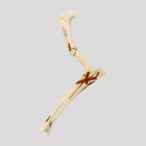 COTOVELO COM FRATURA DISTAL RADIOPACO - DIREITA - CÃO GRANDE - cód. 12550