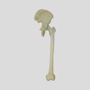 PELVIS COM FEMUR ESQUERDA RADIOPACA - cód. 12362