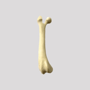 FÊMUR RADIOPACO DIREITO COM DEFORMIDADE DISTAL - CÃO PEQUENO - cód. 12497
