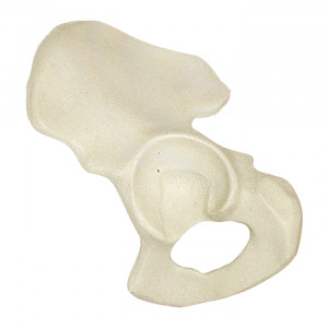 PELVIS RADIOPACA ESQUERDA - cód. 2027B