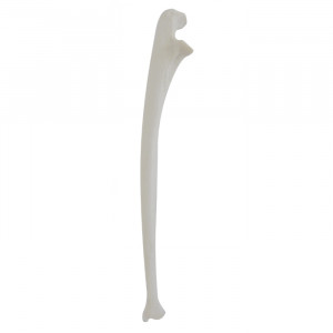 ULNA RADIOPACA ESQUERDA - cód. 12333