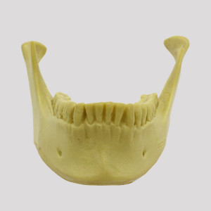 MANDIBULA RADIOPACA COM TODOS OS DENTES PARA CRANIO 9001 - cód. 12285