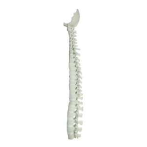 COLUNA RADIOPACO COMPLETA COM OCCIPITAL - cód. 12466