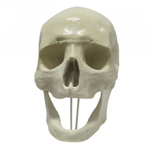 CRÂNIO FRONTAL EDÊNTULO - cód. 9005