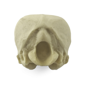 OCCIPITAL RADIOPACO CÃO PEQUENO - cód. 12475 