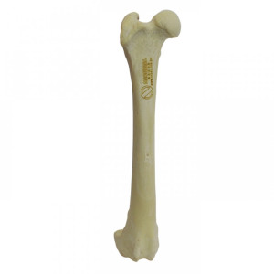 FEMUR DIREITO COM CANAL MEDULAR ESPONJOSO RADIOPACO - CÃO GRANDE - cód. 12659