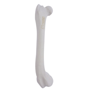 FÊMUR DIREITO COM CANAL MEDULAR E ESPONJOSO COM DEFORMIDADE DISTAL VARO RADIOPACO - CÃO GRANDE - cód. 12686