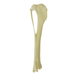 TIBIA ESPONJOSA  COM DEFORMIDADE VALGO RADIOPACA - DIREITA - CÃO GRANDE - cód. 12693