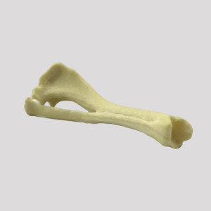 TIBIA COM DEFORMIDADE VALGO RADIOPACO - DIREITA - CÃO PEQUENO - cód. 12499