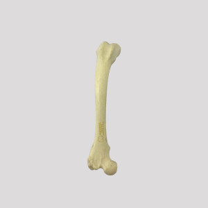FEMUR ESPONJOSO COM DEFORMIDADE VARO ESQUERDO RADIOPACO - CÃO GRANDE - cód. 12689