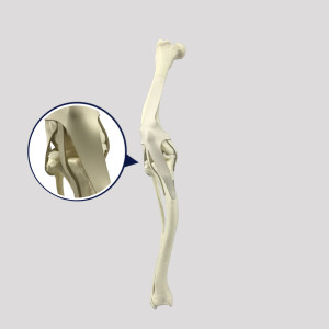 JOELHO  RADIOPACO COM DEFORMIDADE DISTAL VARO E VALGO RADIOPACO - CÃO DE GRANDE PORTE