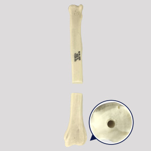 RÁDIO DIREITO CANINO COM CANAL MEDULAR E FRATURA TRANSVERSA RADIOPACO - CÃO GRANDE - cód. 12558