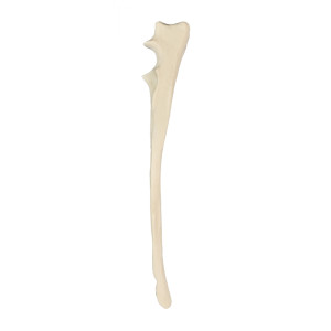 ULNA ESQUERDA RADIOPACO - CÃO GRANDE - cód. 12525