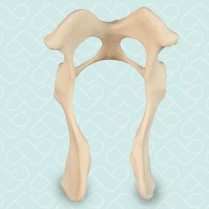 PELVIS RADIOPACO - D/E - CÃO PEQUENO - cód. 12487