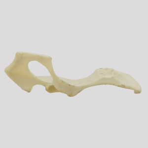 PELVIS ESQUERDA RADIOPACO - CÃO P - cód. 12486