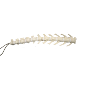 COLUNA LOMBAR + VERTEBRAS T11 A T13 RADIOPACO - CÃO GRANDE - cód. 12739