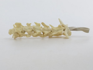 COLUNA CERVICAL RADIOPACA -  CÃO PEQUENO - cód. 12504