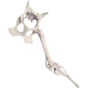 BACIA FIXA + MEMBRO POSTERIOR ESQUERDO ESPONJOSO RADIOPACO - CÃO GRANDE - cód. 12585