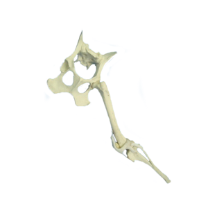 BACIA FIXA + MEMBRO POSTERIOR ESQUERDO RADIOPACO - CÃO GRANDE - cód. 12584
