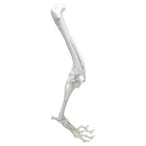 MEMBRO POSTERIOR RADIOPACO - CÃO GRANDE - cód. 12676