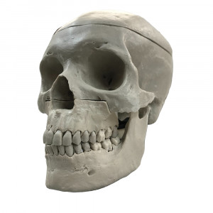 CRANIO E DENTES FEITOS COM RESINA RADIOPACO - cód. CRA003