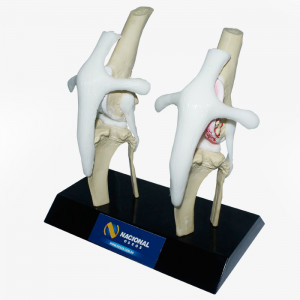 JOELHO COM OSTEOARTRITE AVANÇADO - CÃO GRANDE - cód. PV600-01