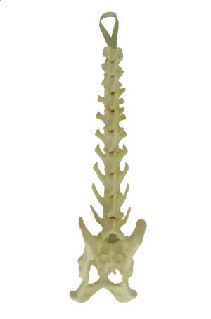 COLUNA LOMBAR + VERTEBRAS T11 A T13 + BACIA FIXA RADIOPACO - CÃO GRANDE - cód. 12741